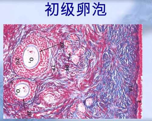 衡阳三代试管婴儿医院成功率怎么样，供卵机构